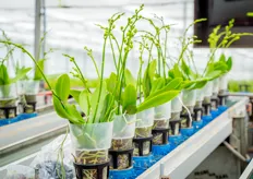 De groei van de plant kon van laboratorium tot eindproduct gevolgd worden tijdens Kom in de Kas.